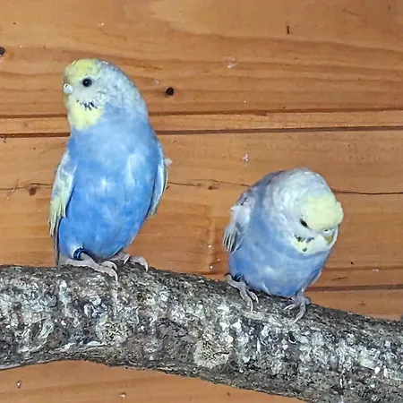 Apartamento Casa Hibiscus 2 Putbus